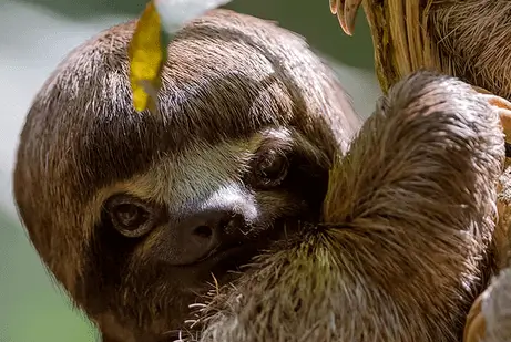 Recorrido por la selva de Tambopata, 4 días y 3 noches, Amazon Life