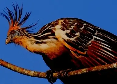 Tour de Expedición al Camping Tambopata 5D4N