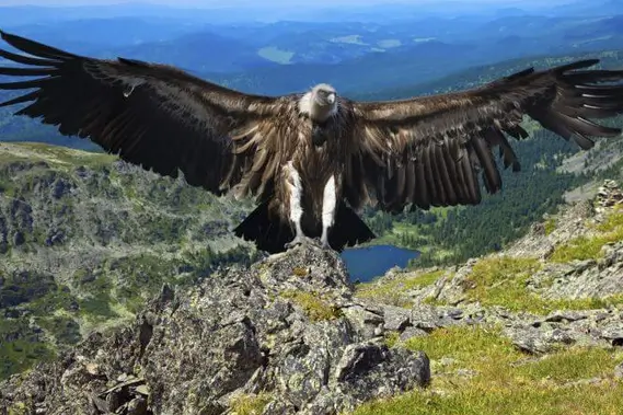 Tour Cañón del Colca 2D 1N desde Puno + traslado a Arequipa