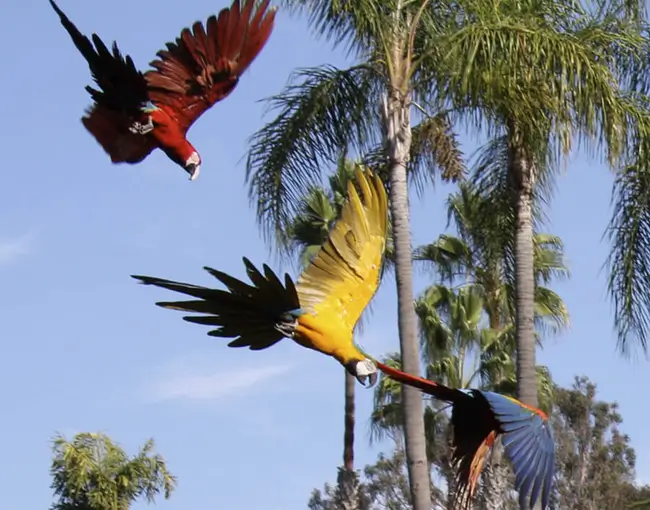 Tour 4D3N por la selva tropical del Manu desde Cusco