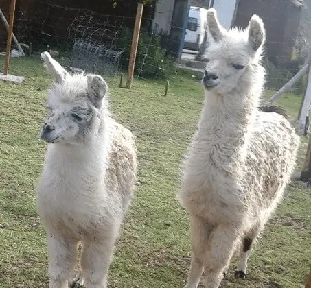 Tour al Santuario de Vida Silvestre con Condor Flying
